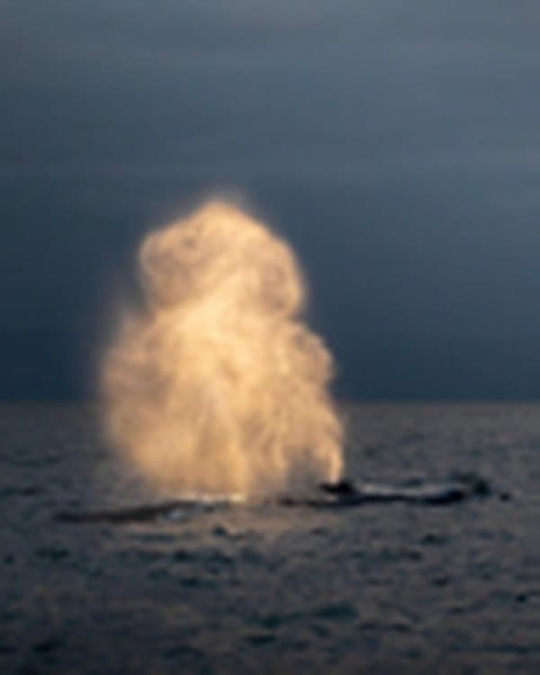 Whales Watching — excursion au départ de Pointe-Noire
