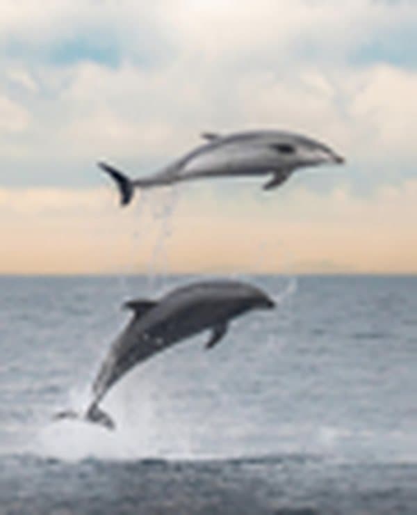 Whales Watching — excursion au départ de Pointe-Noire