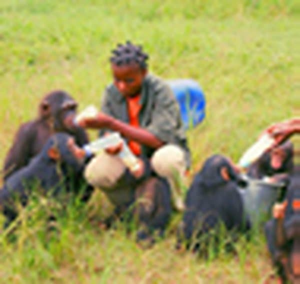 Tchimpounga — excursion au départ de Pointe-Noire
